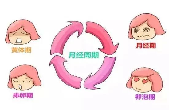 子宫的工作原理动画片,子宫的故事绘本内容