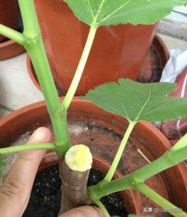 盆栽无花果怎么养护,盆栽无花果怎么养护最好