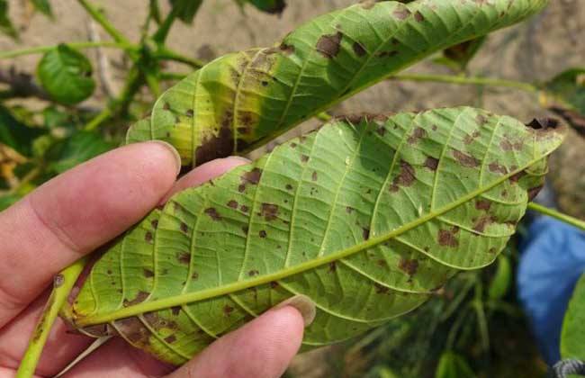 茉莉花黑斑病,茉莉花褐斑病图片
