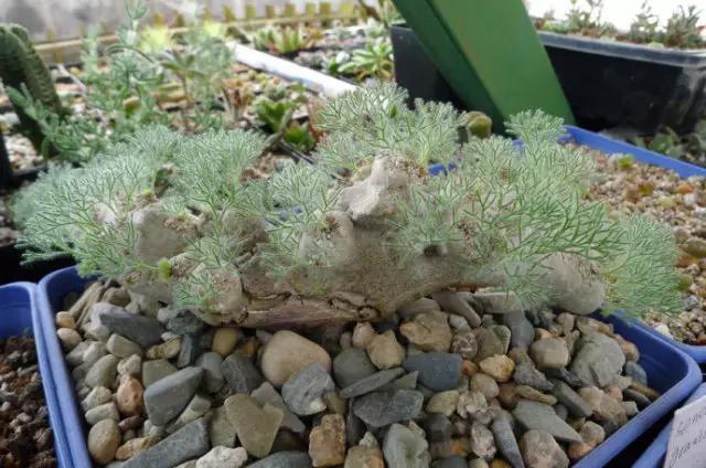 十大天价植物种子,十大顶级名贵植物