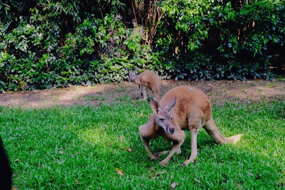 广州长隆怎么玩最划算攻略分享,广州长隆省钱攻略