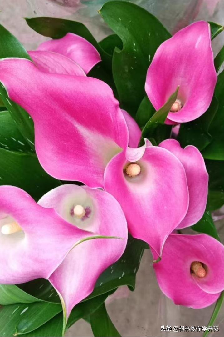 网购花木风险怎么样,网购花注意什么