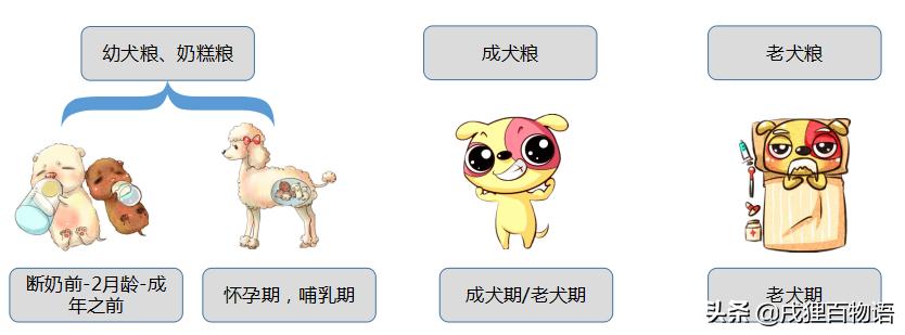 泰迪贵宾多大能吃狗粮了,泰迪吃饭好还是吃狗粮好