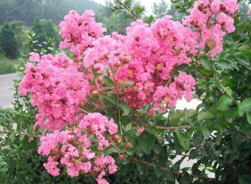 三明大金湖导游词400字,大金湖的景区导游介绍