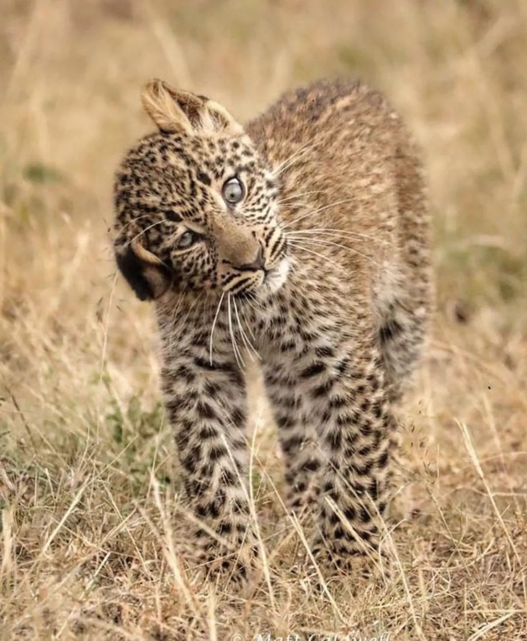 非洲猎游全攻略，让你分分钟玩转非洲草原