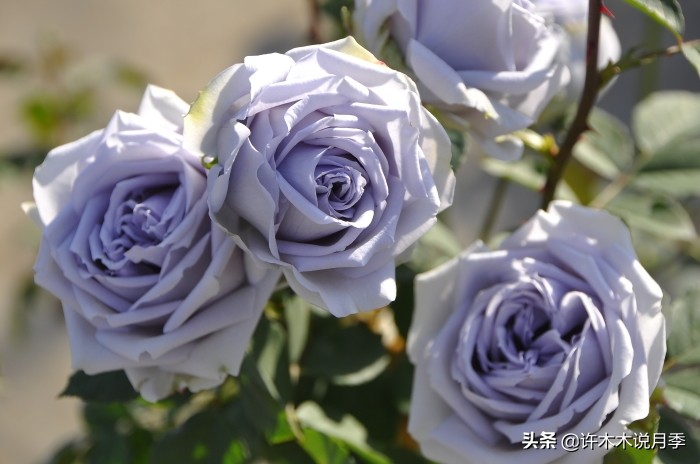 30种黄色月季,10种超美的蓝色月季