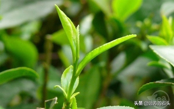 十大名茶贵州哪个茶上榜,贵州好喝的茶叶有哪些