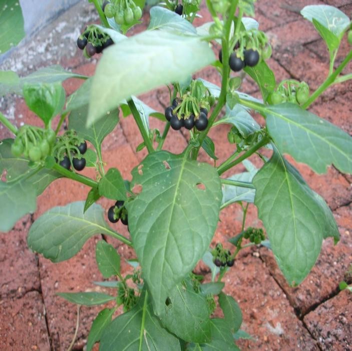 适合山东地区种植的珍稀树种,十种常见观赏草有哪些