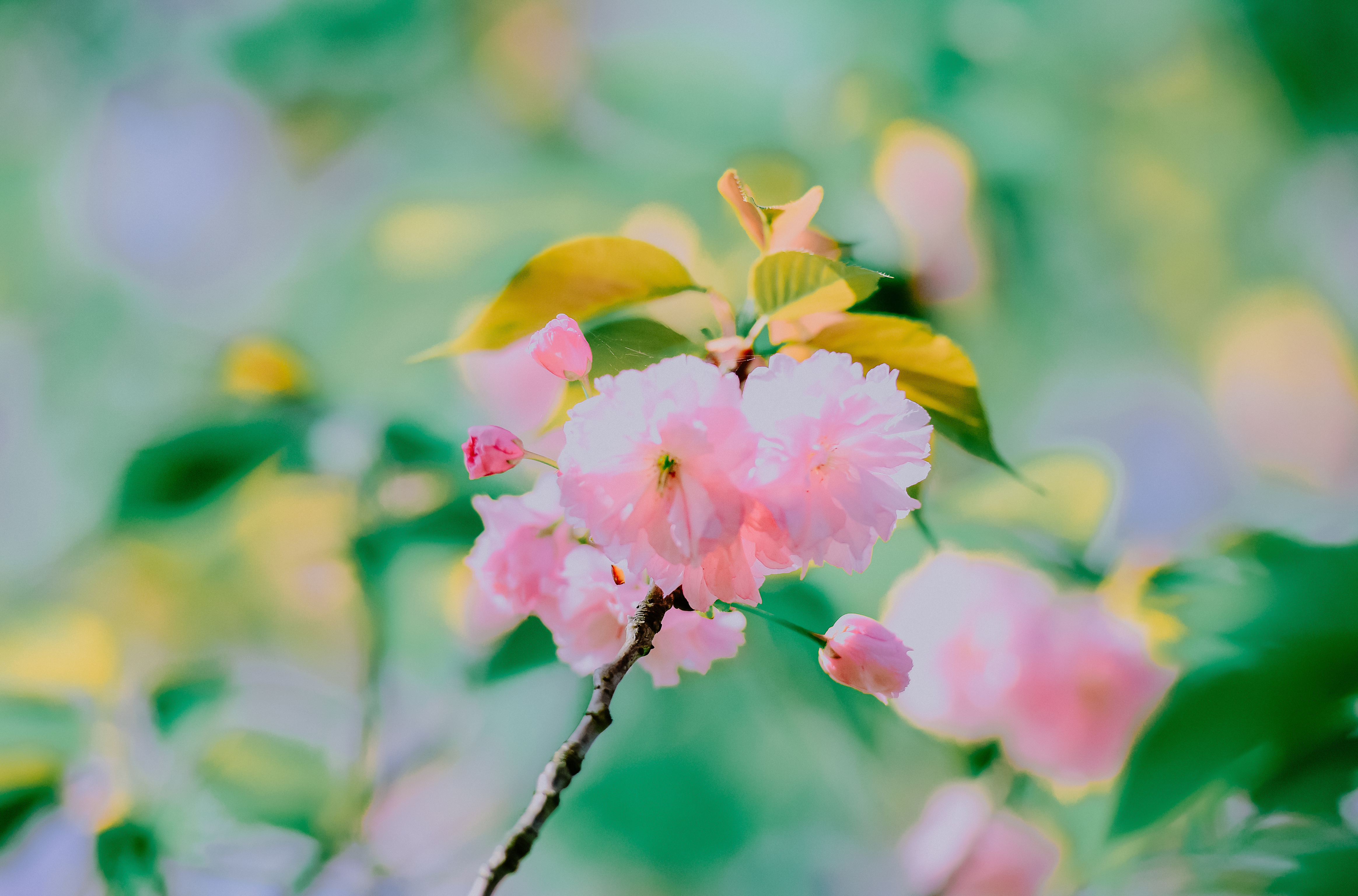 水彩花卉桃花技法,单花樱花怎么拍好看