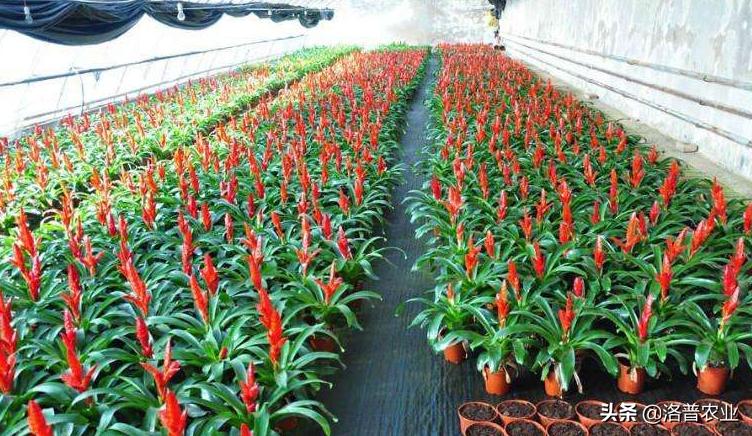 适合各种花卉的肥料,种植花卉常用哪些肥料