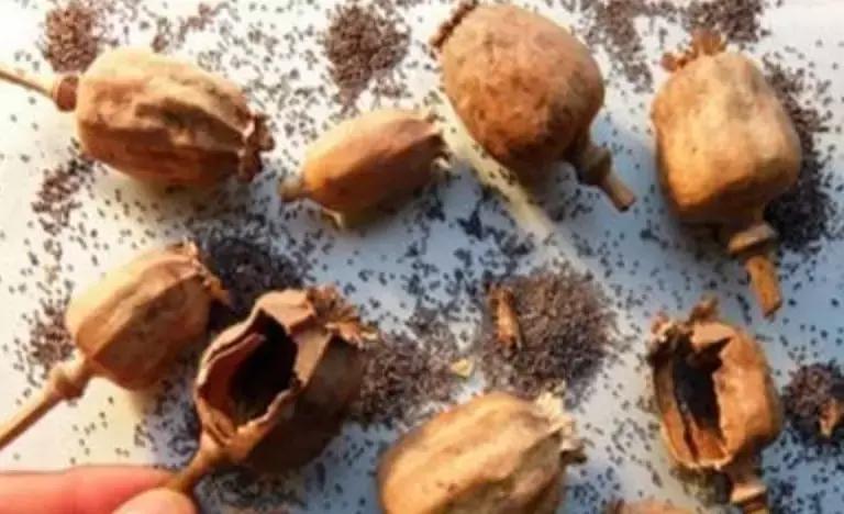 戒毒理论知识,戒毒医学常识