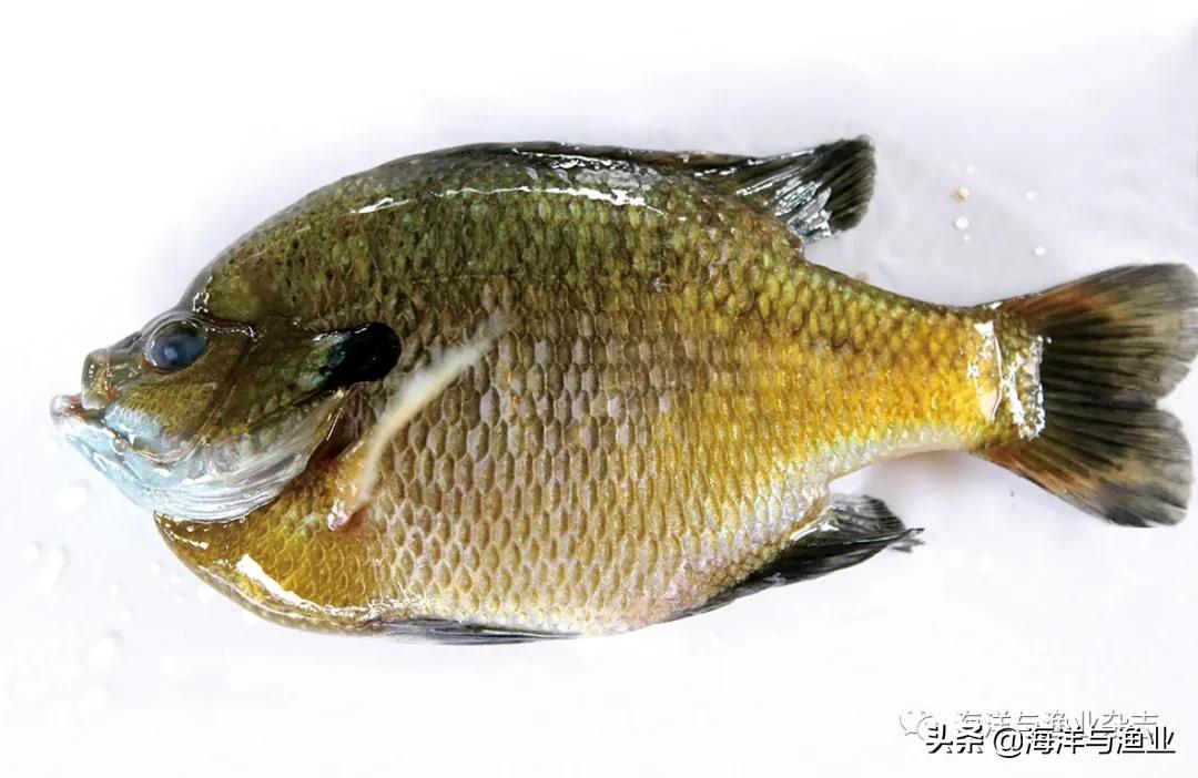 北方江河常见水生生物,陆生生物水生生物有哪些