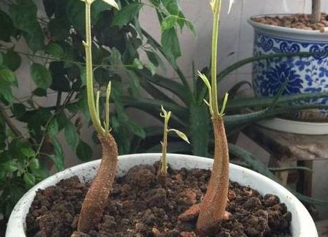 榴莲种子如何水养盆景,榴莲可以长成树吗