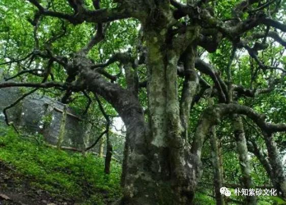 台地茶野生茶乔木茶古树茶区别,野生茶和茶园茶口感的区别
