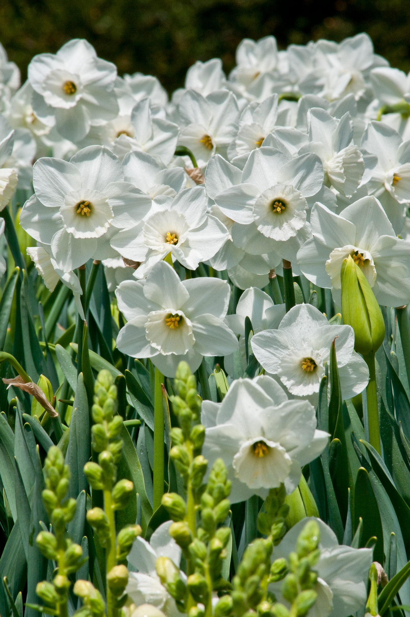 绿山墙的安妮概括内容,绿山墙的安妮分为哪几部分