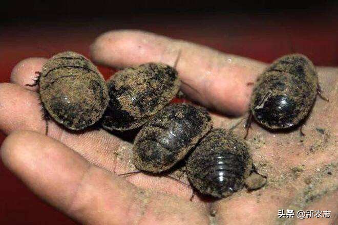 不懂养殖技术从哪里求助,搞养殖不懂去哪咨询