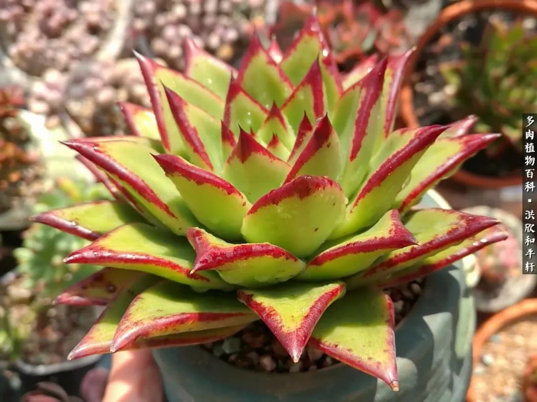 多肉的四季轮回,四季轮回多肉