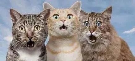 缁欑尗鍜悆绯栧樊鐐硅鍙戠幇,缁欑尗鍜悆楗鍚撳埌