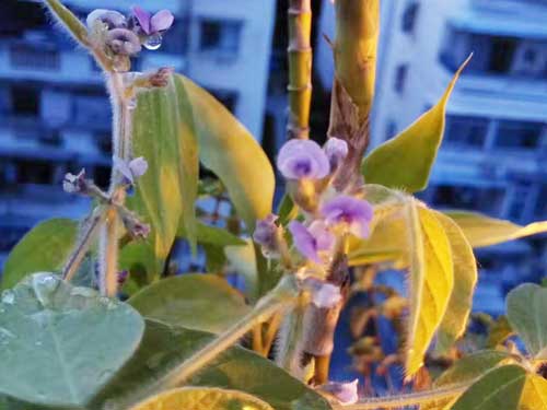 水杨酸的美容功效与作用,美容护肤品的成分与功效