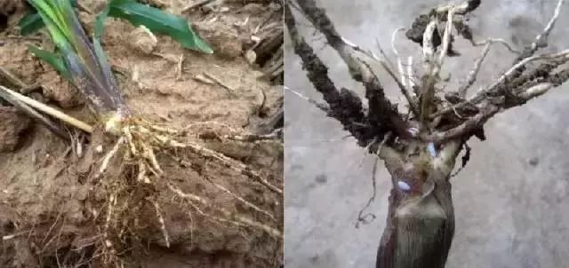 玉米苗期病虫害的防治,玉米苗期病虫害图片