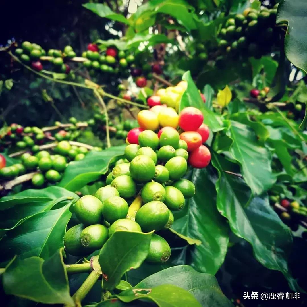 中美产量第一，为何感觉我们都不常见到洪都拉斯咖啡？