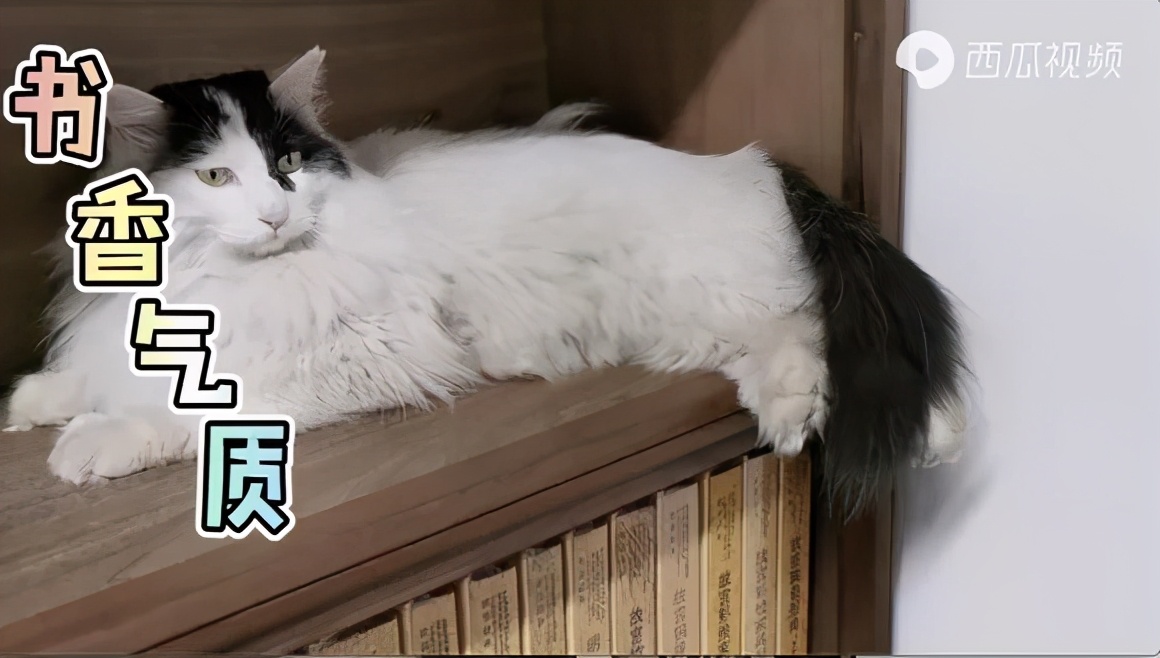 故宫宫猫的历史,故宫宫猫历史