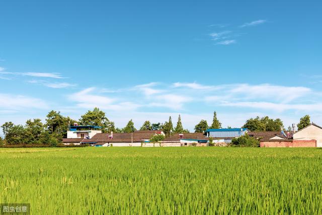 杂交水稻如何撒种,杂交水稻的种植技巧