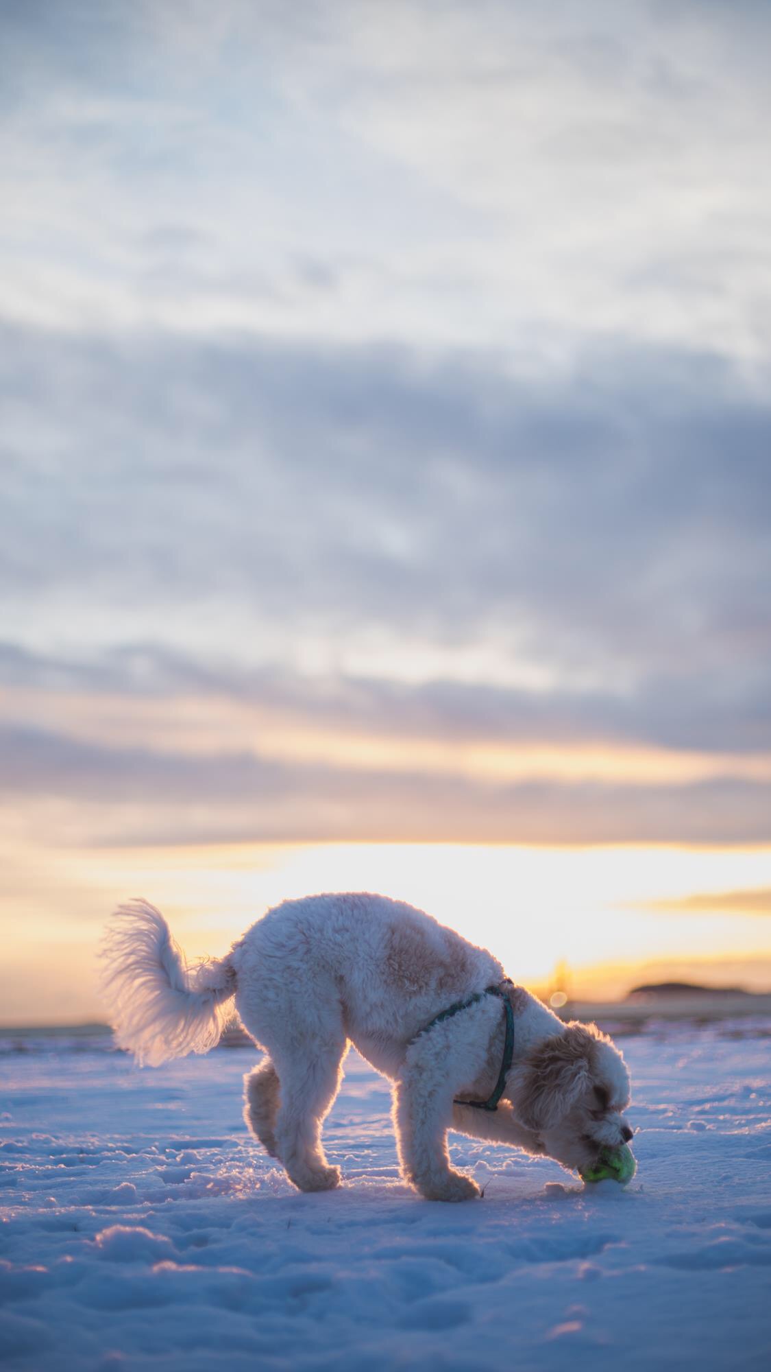 可爱宠物狗高清壁纸,人和狗的高清壁纸