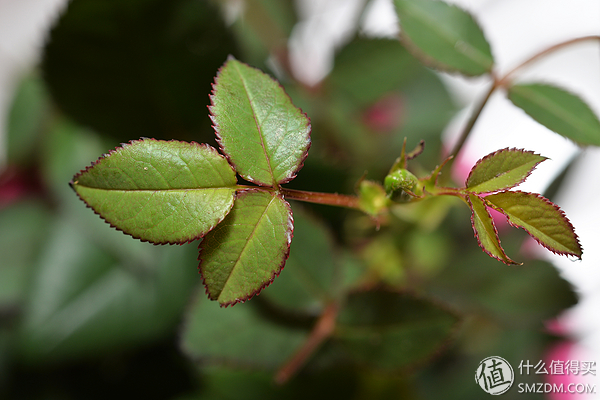 专业摄影师必备的定焦镜头,只选一只人像定焦镜头推荐