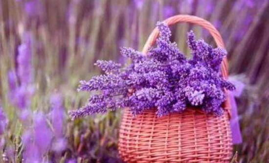 薰衣草怎么养开花图片,薰衣草怎么养最好
