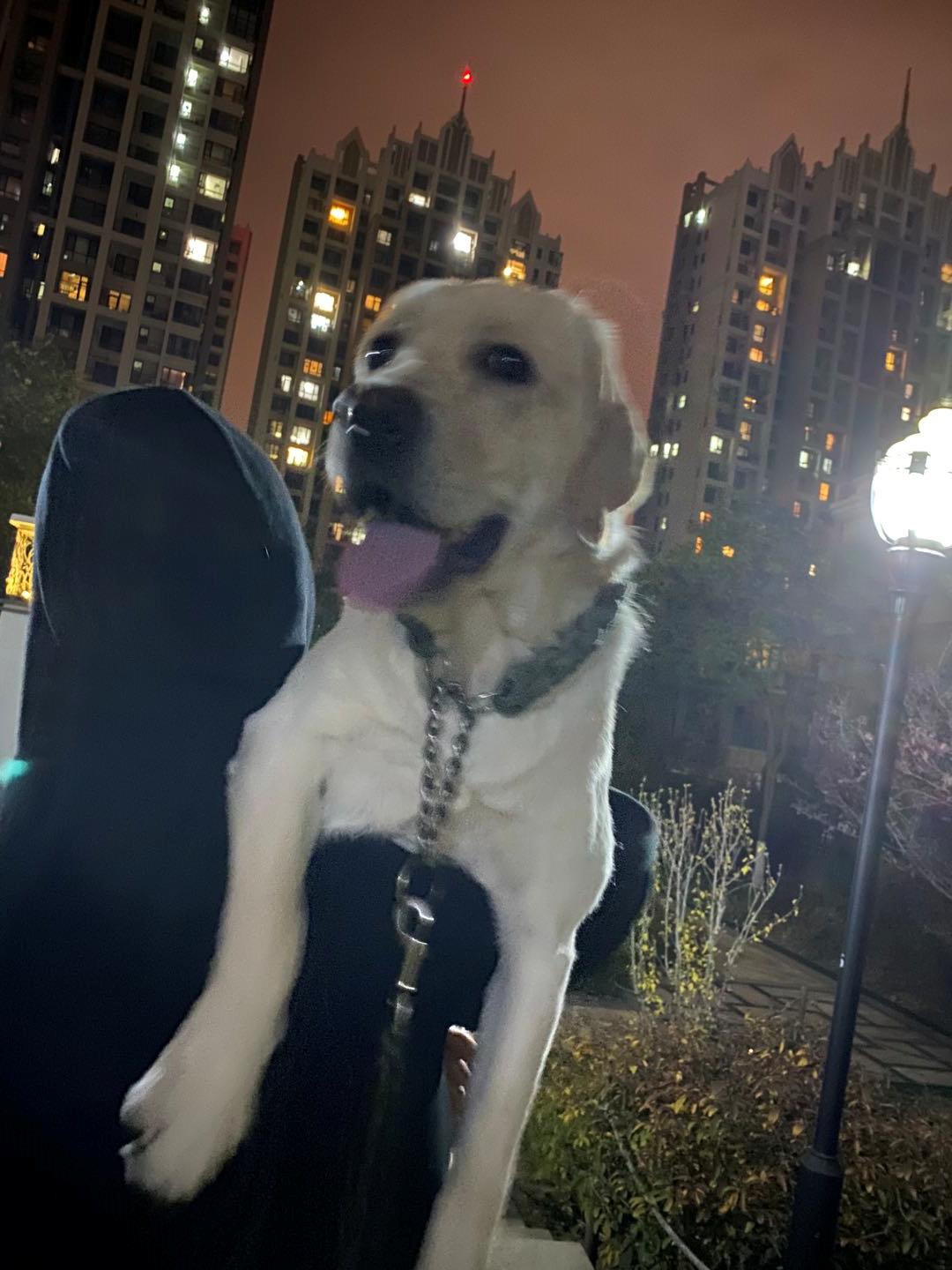 天气转冷狗狗如何预防感冒,狗狗感冒了咳嗽得厉害怎么办