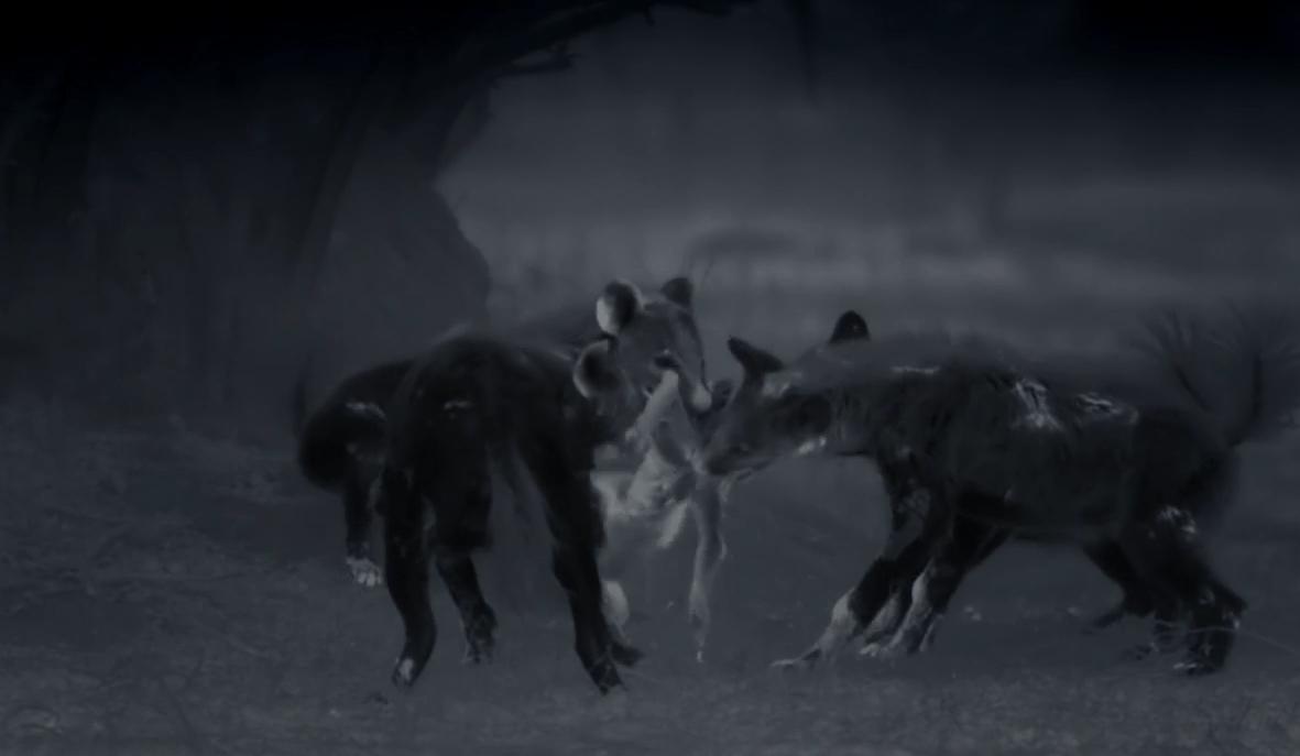 顶级捕猎者狩猎场面,狼群捕猎瞬间
