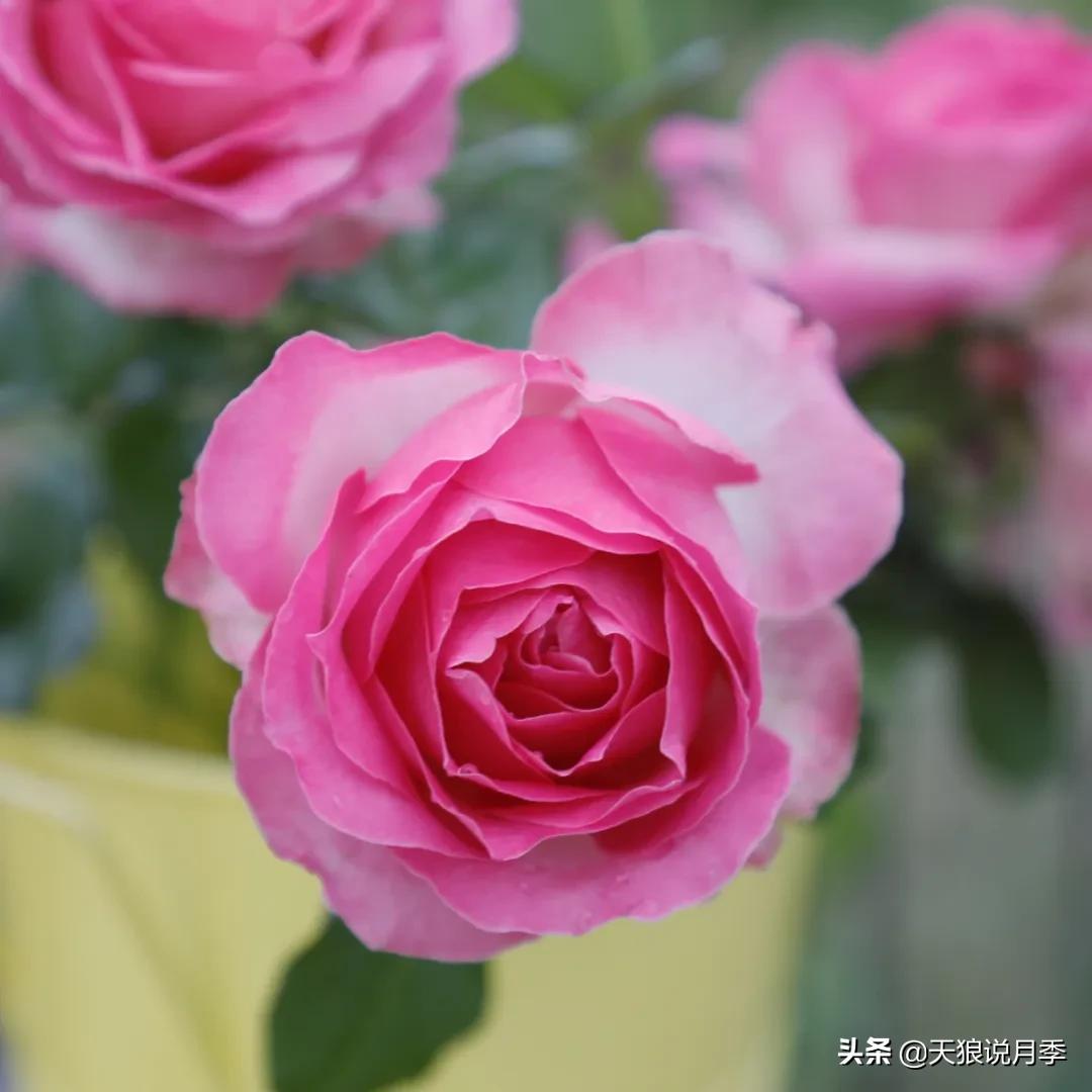 520你最想收到什么玫瑰,520这样的玫瑰你们喜欢吗