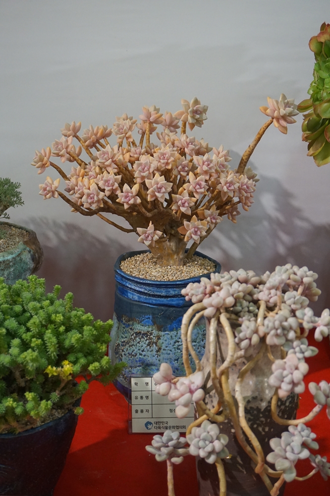 多肉欣赏桃美人,多肉植物欣赏