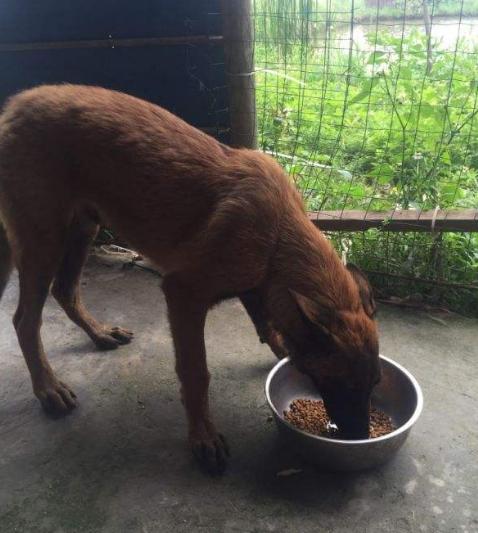 相比德牧,马犬还有这5个优势,看完你会选哪个?