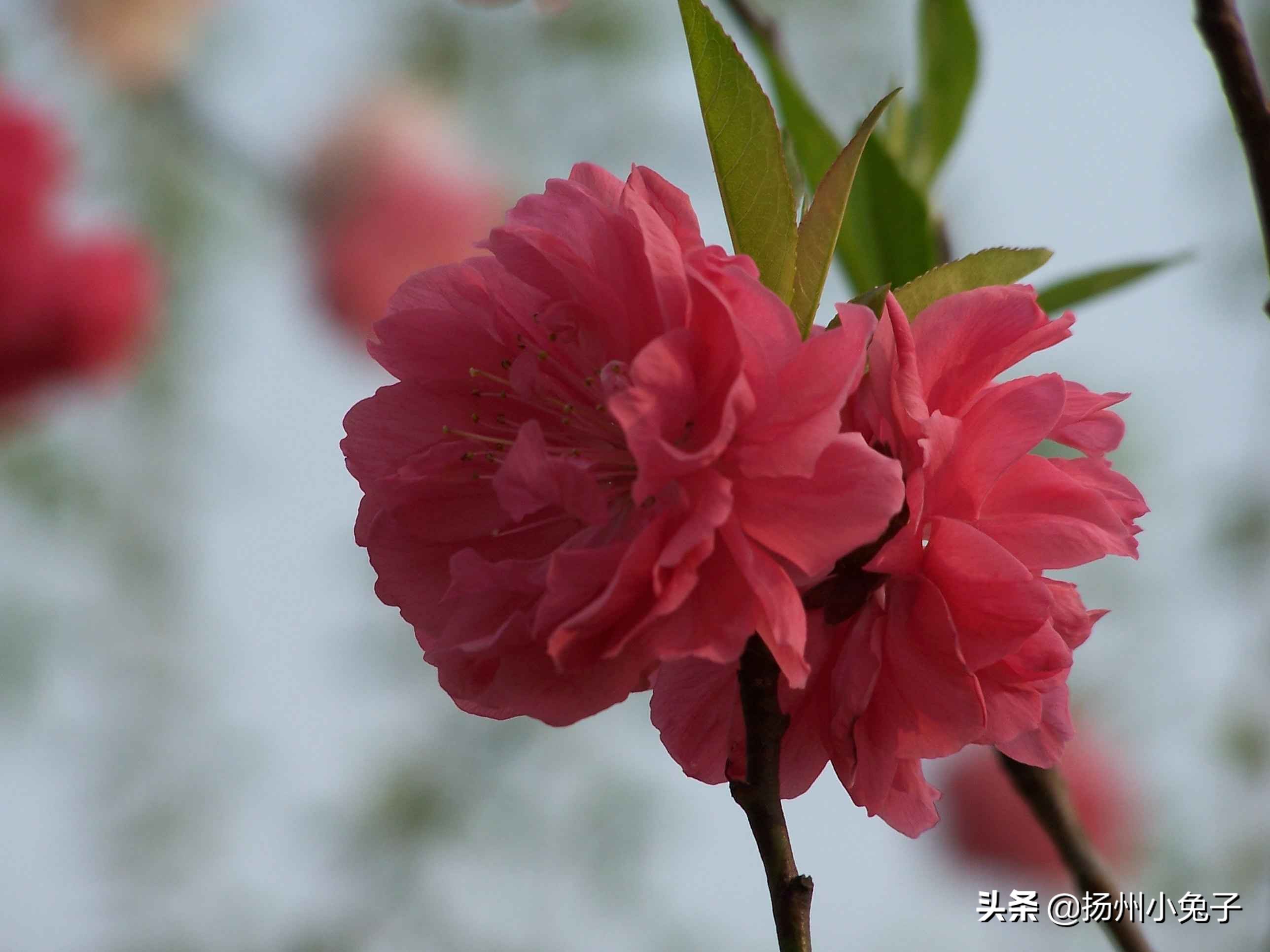 垄上田间，随我看花赏春天如何？