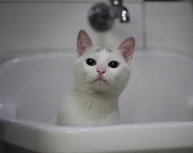 猫猫老是在猫砂盆里扒拉猫砂,为什么猫埋猫砂会扒拉猫砂盆