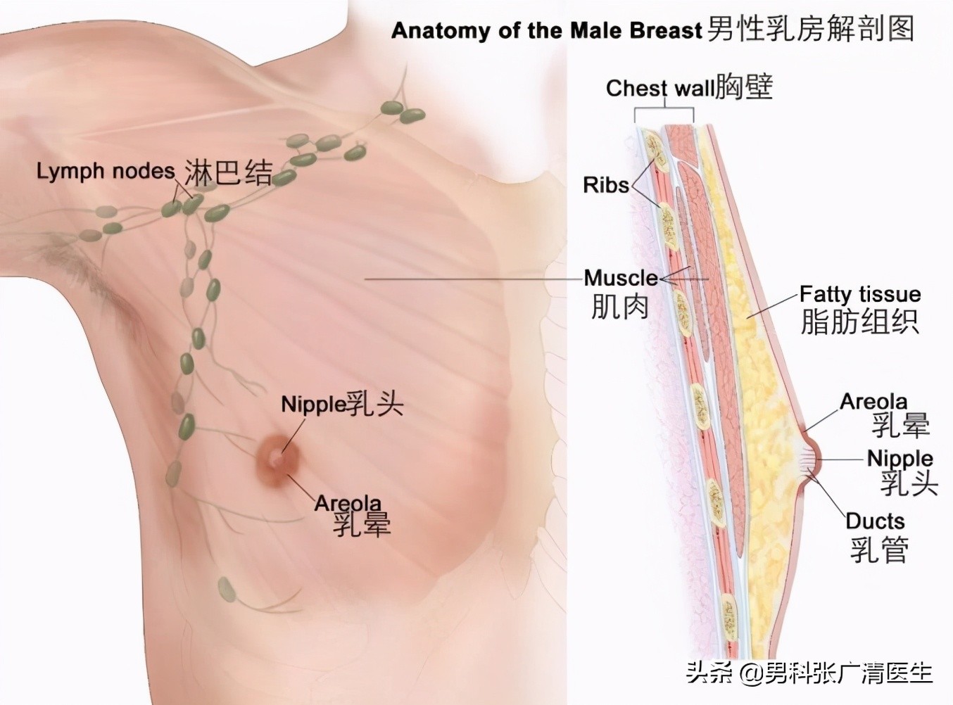 男生发育胸大怎么样锻炼,36岁男性胸部发育了怎么办
