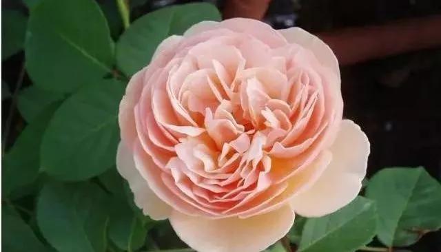 每天学习一点点花卉,100种常见玫瑰品种