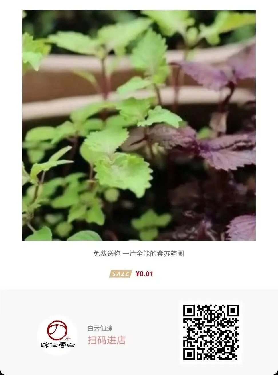 送你一片薄荷叶小说,送你一片银杏叶朗诵