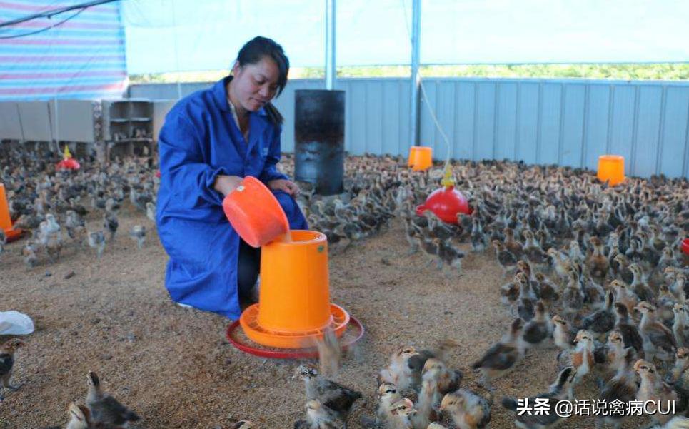 引起鸡群长的慢的两大原因和最佳解决措施