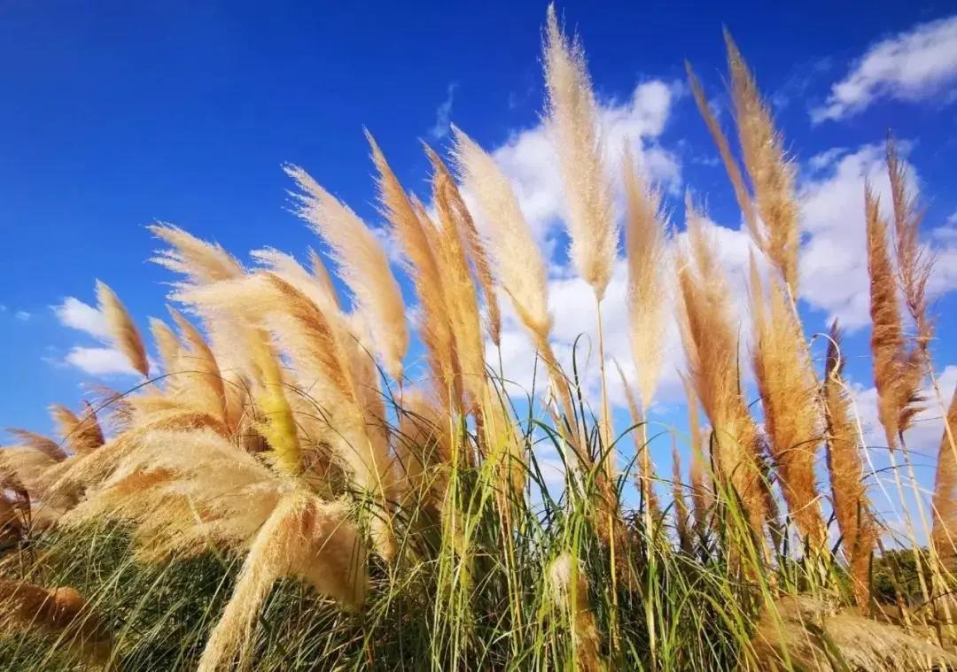 浦东滨江世博文化樱花公园,滨江道24小时不打烊