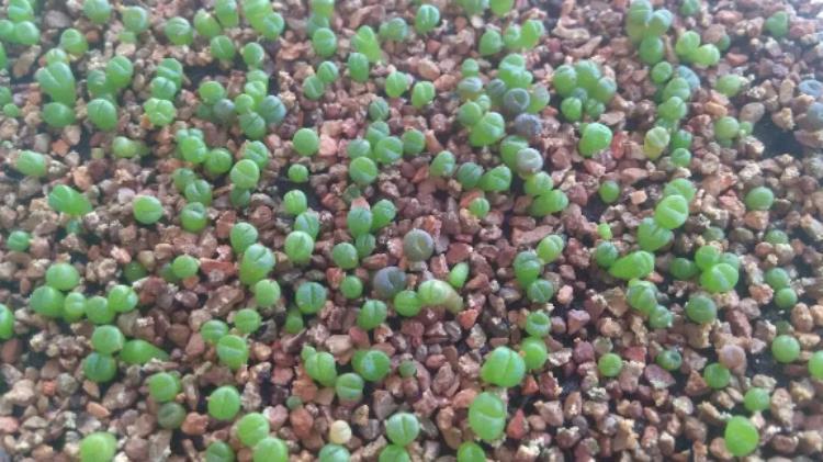 怎么才能把生石花养好,怎么促进生石花开花