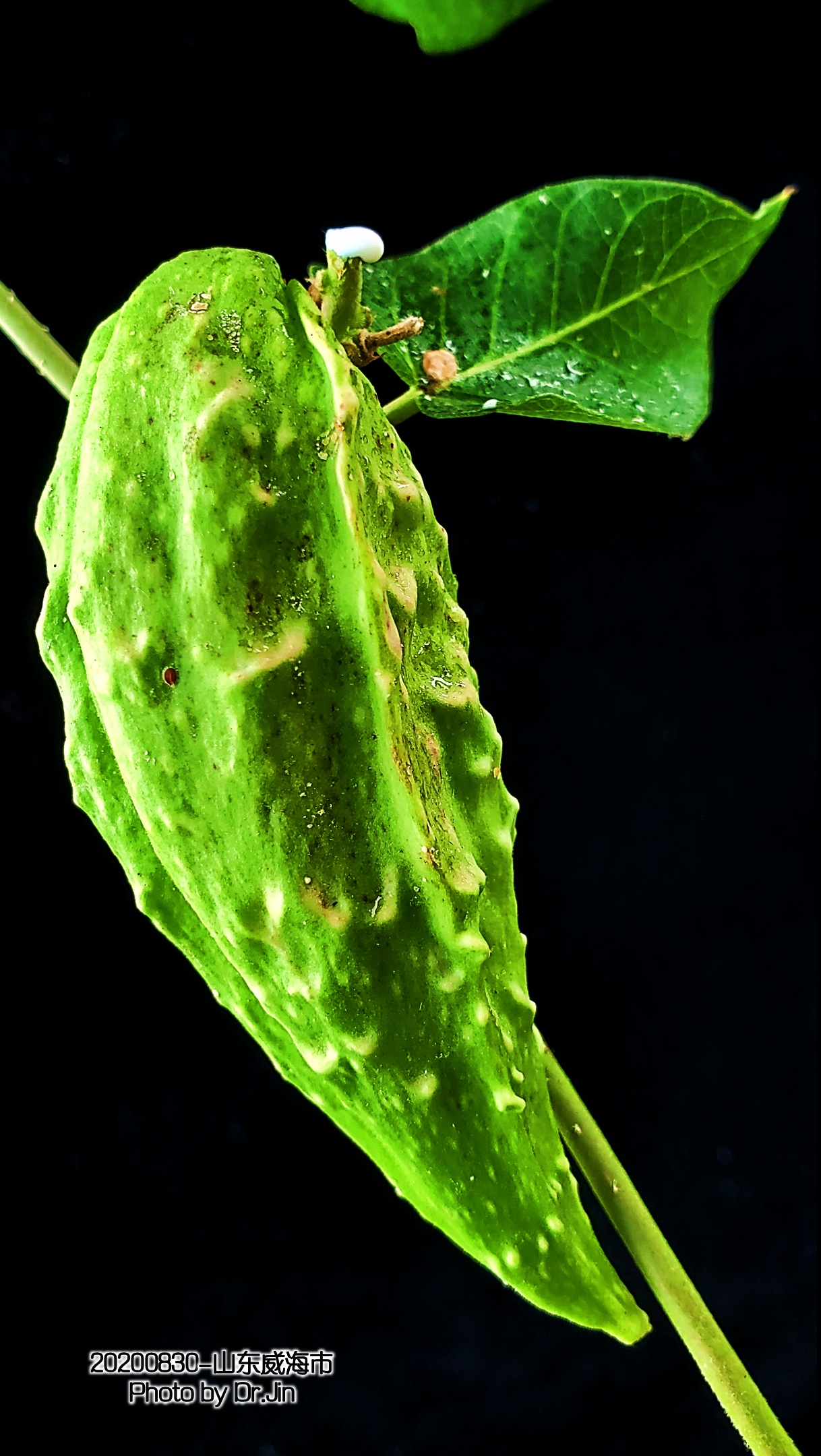 金行博览：补虚劳，益精气-萝藦