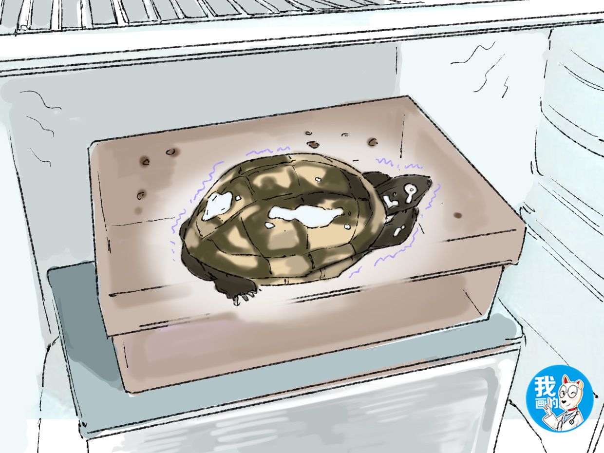 乌龟迟迟不能冬眠会不会饿死,乌龟冬眠一直不爬出来