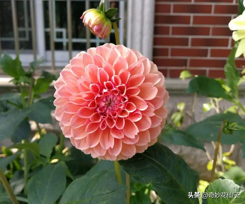 大丽花冬季养护，做到这几点，可以让它轻松安全越冬