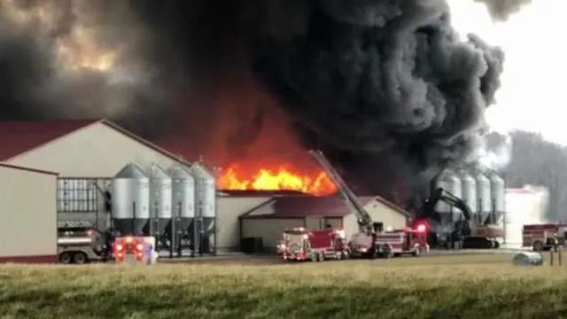 一养鸡场60万只鸡被淹死,养鸡场7000只活鸡暴死