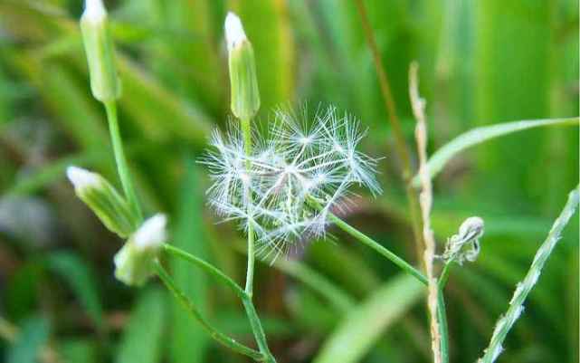 十二属相对应的植物,十二生肖中最罕见的植物