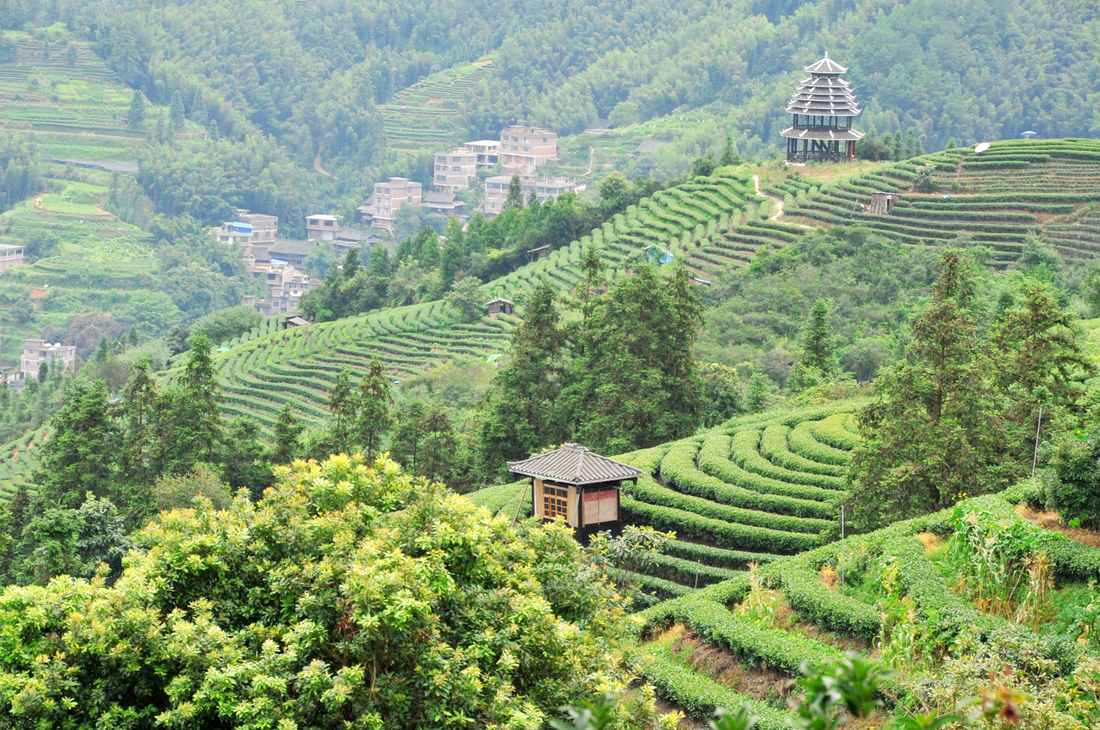 自炒茶叶纯天然,云南茶传统柴火手工炒茶
