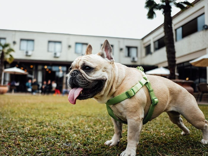 狗狗轻微中暑的正确处理方法,夏天狗狗中暑最快解决方法